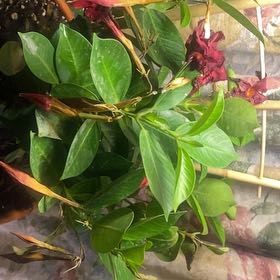 Photo of the plant species Dipladenia by @ManyMatgrass95 named Plato on Greg, the plant care app