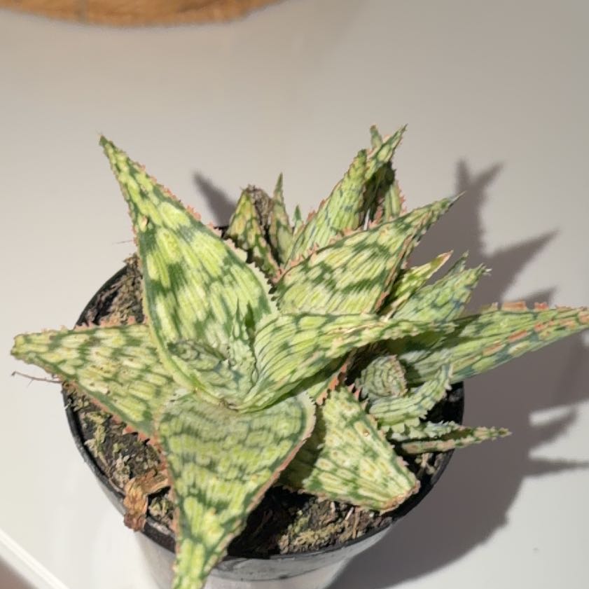 Photo of the plant species Aloe 'Lavender Frost' by @GodlyFallugia21 named James Dean on Greg, the plant care app