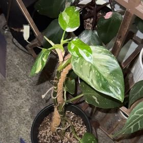 Photo of the plant species philodendron white princess by @ConstantPlain27 named Sigmund on Greg, the plant care app