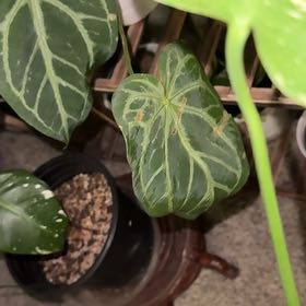 Photo of the plant species Anthurium by @ConstantPlain27 named Captain Plant-it on Greg, the plant care app