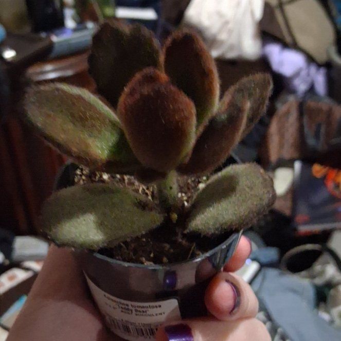 Photo of the plant species Teddy Bear by @SelectCorrea6 named Morticia on Greg, the plant care app
