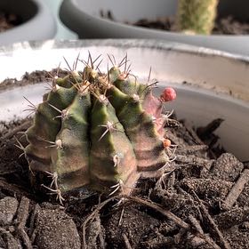 Photo of the plant species Pink Crown Cactus by @NoblyCidergum92 named Bolitas on Greg, the plant care app