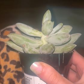 Photo of the plant species Pachyphytum 'Moonsilver' by @HumbleKamahi27 named Beany on Greg, the plant care app