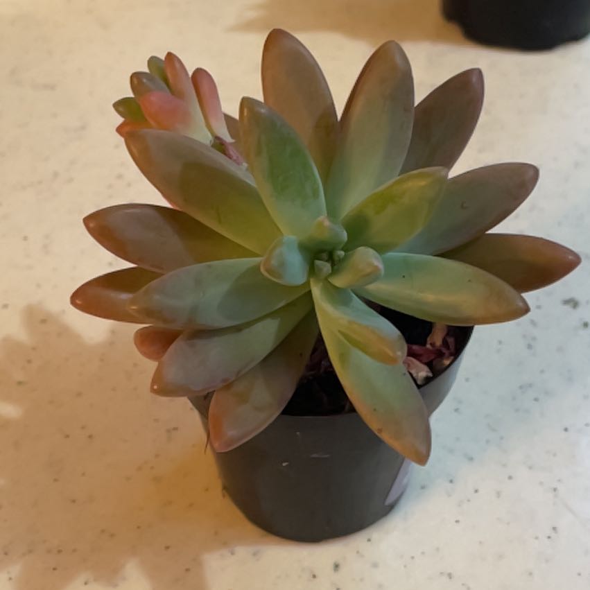 Photo of the plant species Succulent by @ManyGuepinia38 named Morgan Treeman on Greg, the plant care app