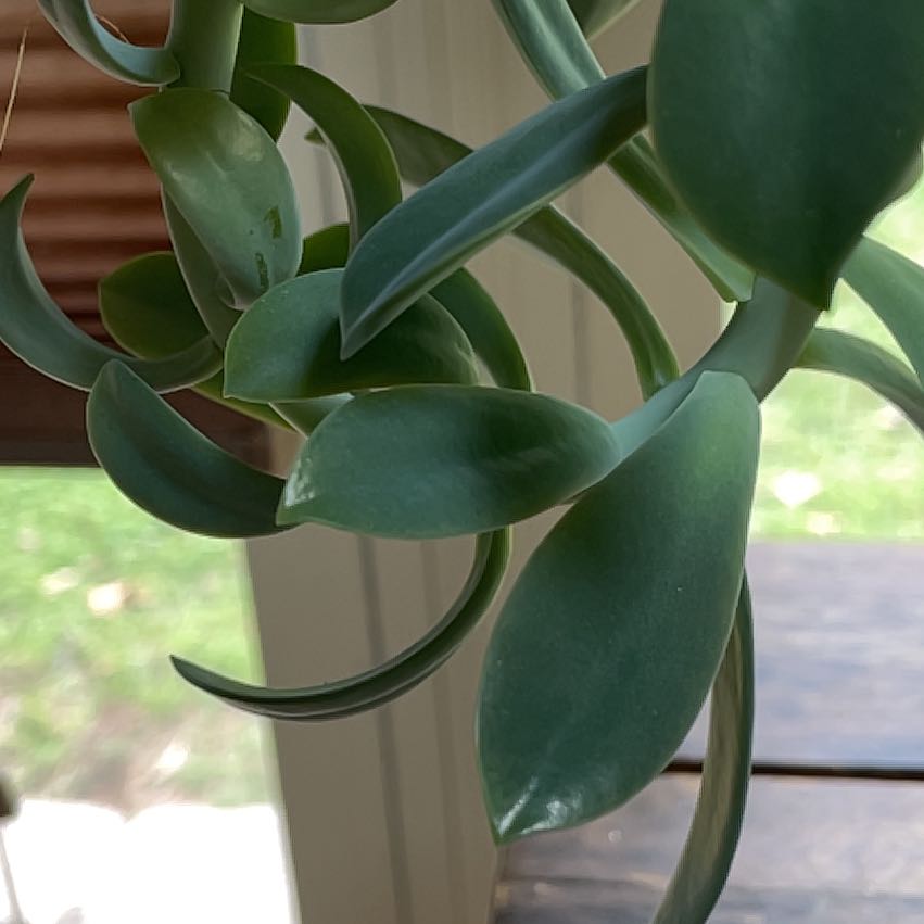 Photo of the plant species Echeveria 'Ebony' by @ManyGuepinia38 named Bodhi on Greg, the plant care app