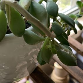Photo of the plant species Graptosedum 'Vera Higgins' by @ManyGuepinia38 named Ronaldo on Greg, the plant care app