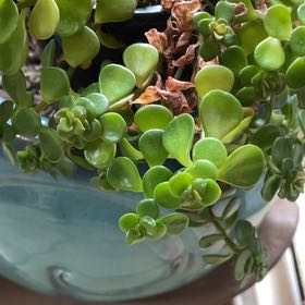 Photo of the plant species Chinese Sedum by @ManyGuepinia38 named Keanu Leaves on Greg, the plant care app