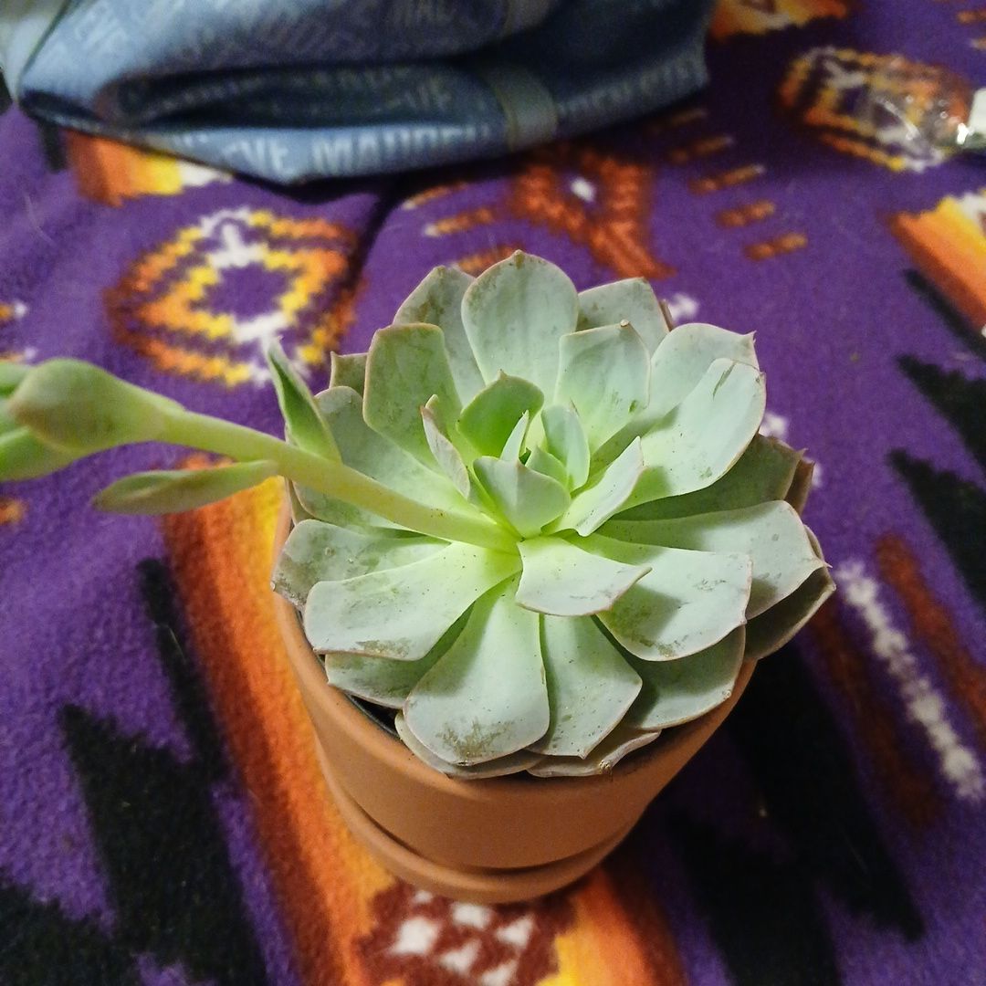 Photo of the plant species Canadian by @TutorLionsear96 named Letinn on Greg, the plant care app
