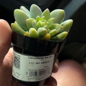 Photo of the plant species Blue Giant by @SubtleCorn86 named Sproutacus on Greg, the plant care app