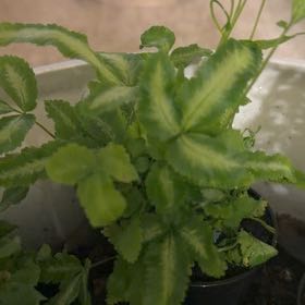 Photo of the plant species Cretan Brake Fern by @GemJuniper90 named Luna on Greg, the plant care app