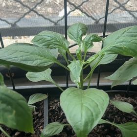 Photo of the plant species Sweet Pepper 'Shishito' by @Sunflow3rChil6 named Remington on Greg, the plant care app