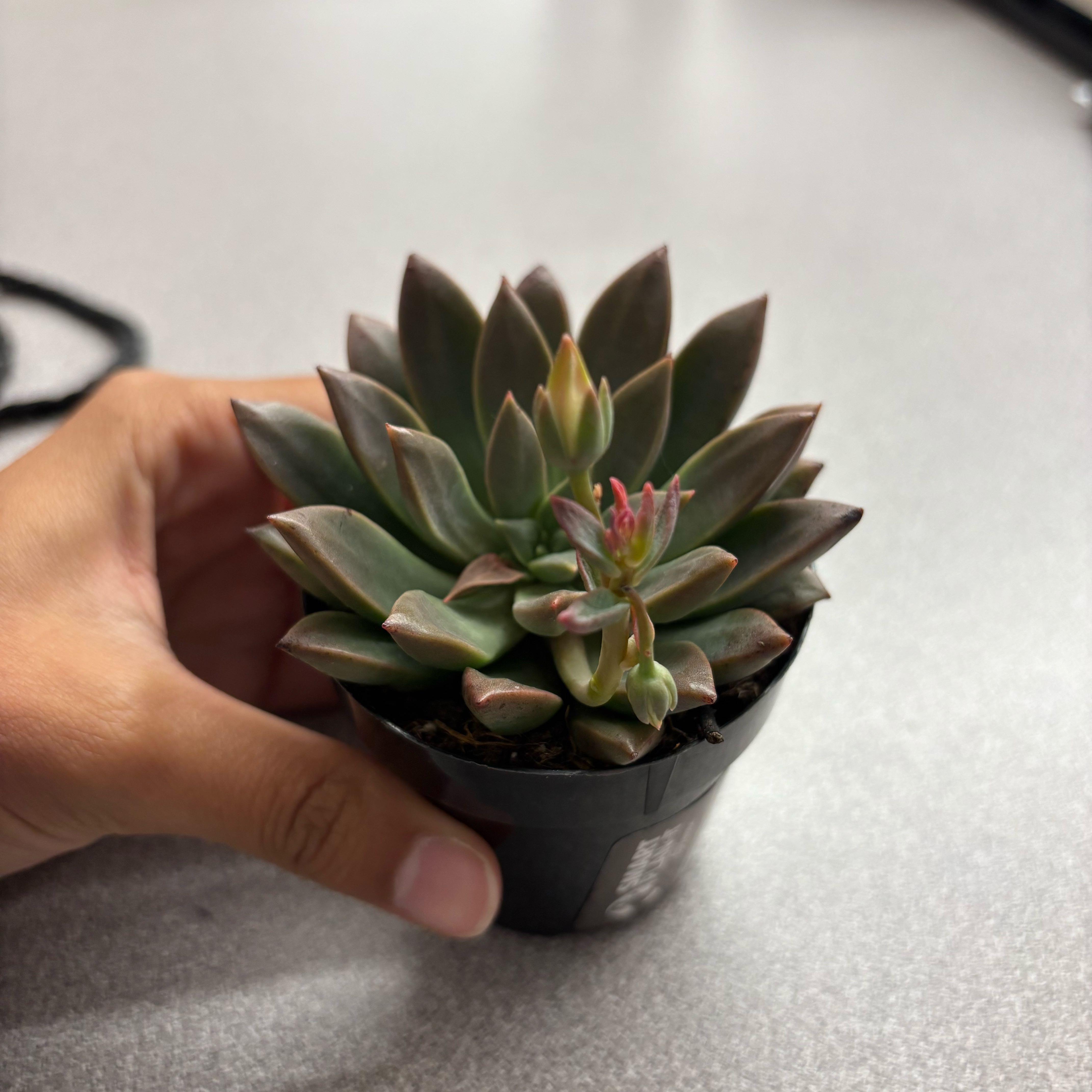 Photo of the plant species Graptoveria 'April Dawn' by @QueenOakfern96 named Adam on Greg, the plant care app