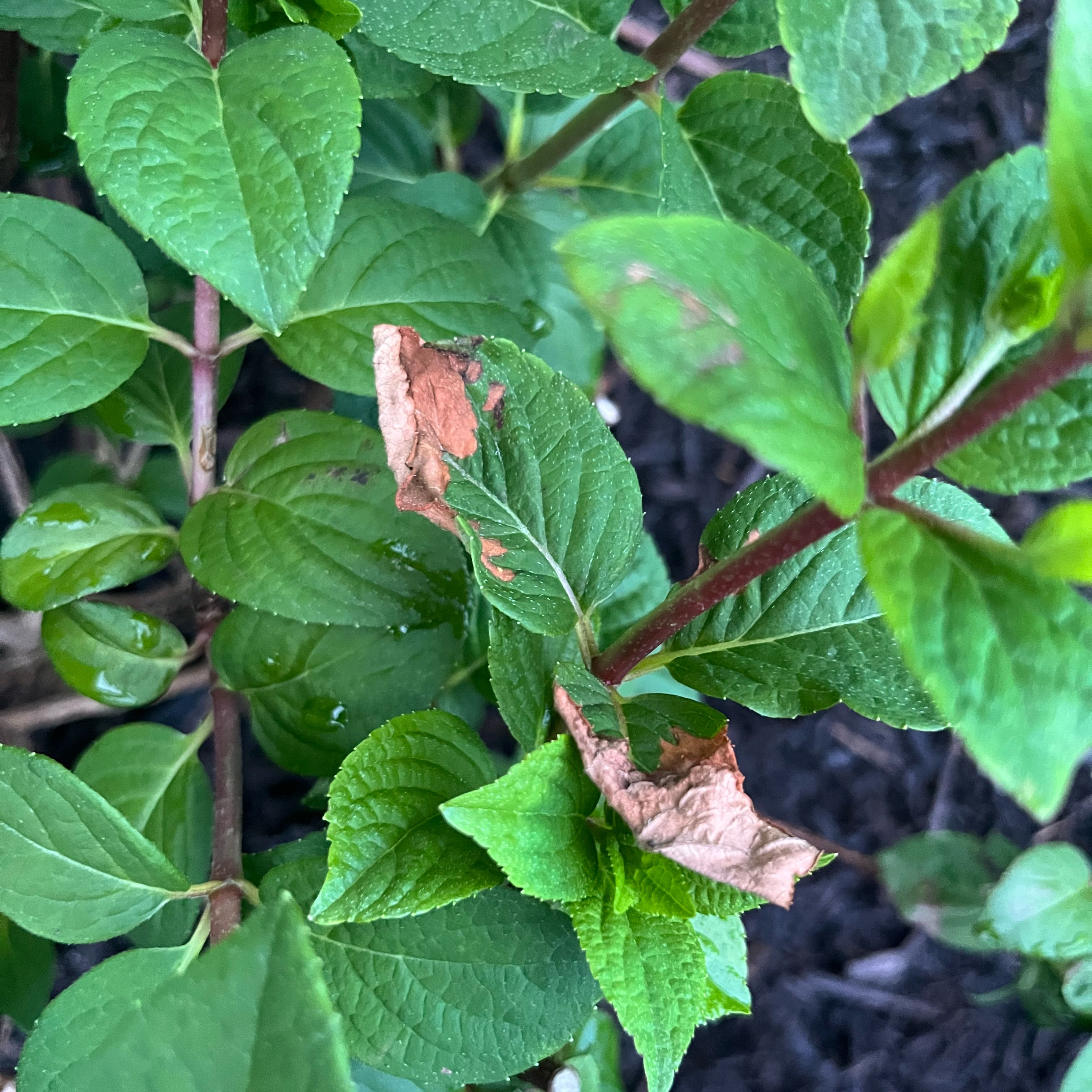 Photo of the plant species Panicle Hydrangea by @ManlyOxlip5 named Aristotle on Greg, the plant care app