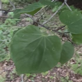 Photo of the plant species Texas Redbud by @ManlyOxlip5 named Miley on Greg, the plant care app