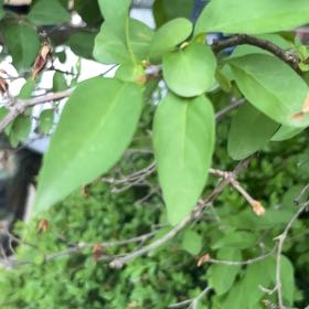 Photo of the plant species Japanese Honeysuckle by @ManlyOxlip5 named Huckleberry Fern on Greg, the plant care app