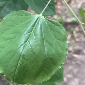 Photo of the plant species Texas Redbud by @ManlyOxlip5 named Remington on Greg, the plant care app
