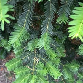Photo of the plant species English Yew by @ManlyOxlip5 named Planty on Greg, the plant care app