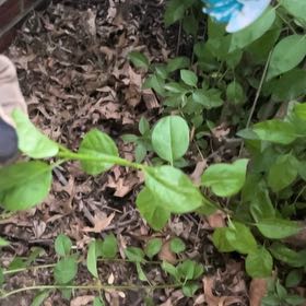 Photo of the plant species Asian Bittersweet by @ManlyOxlip5 named Gobi on Greg, the plant care app