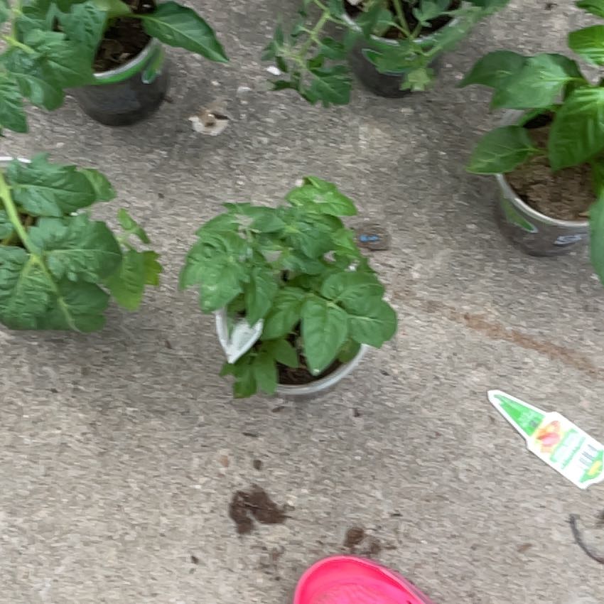 Photo of the plant species Alehoof by @ManlyOxlip5 named LiloStitch on Greg, the plant care app