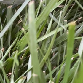 Photo of the plant species Smooth Meadowgrass by @ManlyOxlip5 named Achilles on Greg, the plant care app