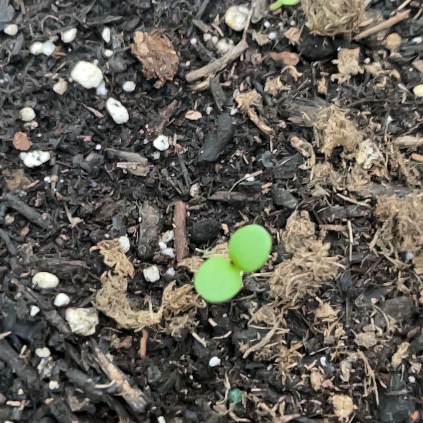 Photo of the plant species Papaya by @ManlyOxlip5 named Kardashian on Greg, the plant care app