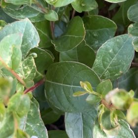 Photo of the plant species Japanese Honeysuckle by @ManlyOxlip5 named Sahara on Greg, the plant care app