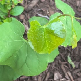 Photo of the plant species Texas Redbud by @ManlyOxlip5 named Daphne on Greg, the plant care app