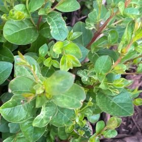Photo of the plant species Twoleaf Nightshade by @ManlyOxlip5 named Stella on Greg, the plant care app