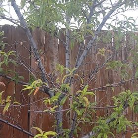Photo of the plant species Peach Tree by @PureGonolobus68 named Sir Plancelot on Greg, the plant care app