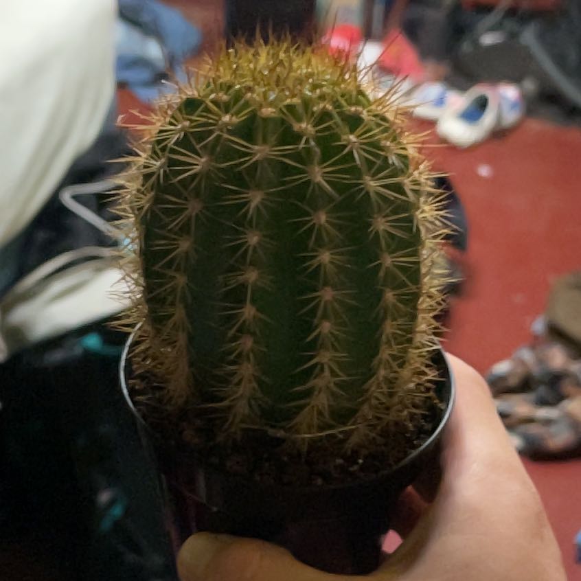 Photo of the plant species Torch Cactus by @TimelessWildtea named Sokka on Greg, the plant care app