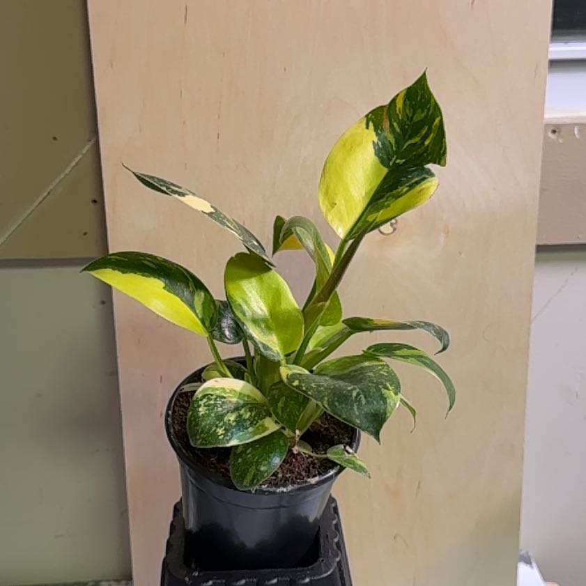 Photo of the plant species Green Congo by @WillAnthora85 named Einstein on Greg, the plant care app