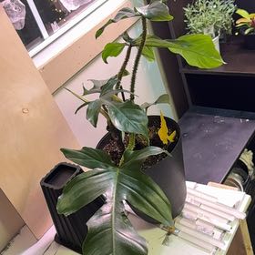 Photo of the plant species Hairy Philodendron by @WillAnthora85 named Bigleef Smalls on Greg, the plant care app