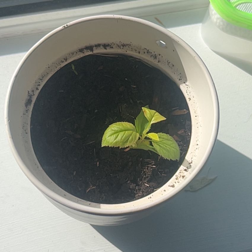 Photo of the plant species Apple by @UberGabisan24 named Peter Parker on Greg, the plant care app