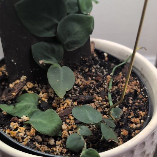 Photo of the plant species Shingle Plant by @RichCalethea17 named Stella on Greg, the plant care app