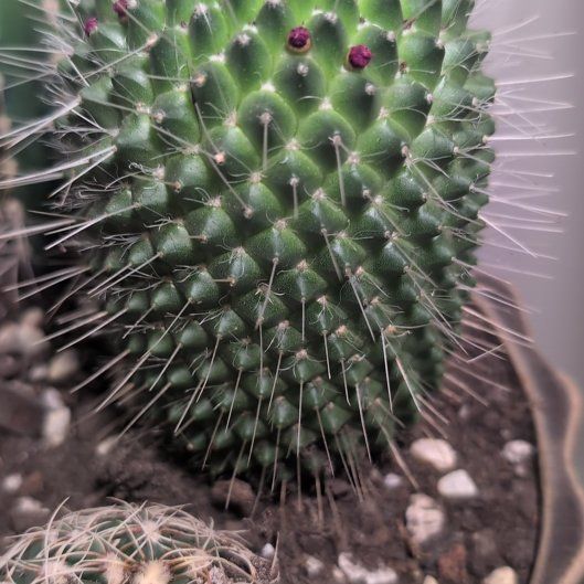 Photo of the plant species Mammillaria Polythele by @RichCalethea17 named Beckham on Greg, the plant care app