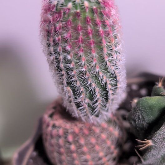 Photo of the plant species Comb Hedgehog Cactus by @RichCalethea17 named Bodhi on Greg, the plant care app