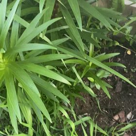 Photo of the plant species Tiger Lily by @WiredDaisy27 named Kylie on Greg, the plant care app