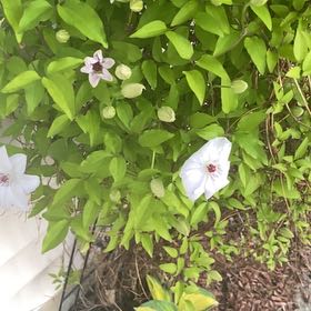 Photo of the plant species Mile-a-Minute Vine by @WiredDaisy27 named Peter Parker on Greg, the plant care app