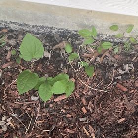 Photo of the plant species Purple Clematis by @WiredDaisy27 named Luna on Greg, the plant care app