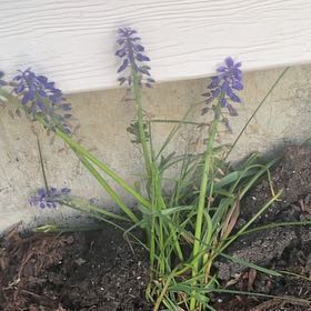 Photo of the plant species Grape Hyacinth by @WiredDaisy27 named Achilles on Greg, the plant care app