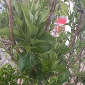 Photo of the plant species Codlins and Cream by @WiredDaisy27 named Mollie on Greg, the plant care app