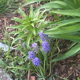 Photo of the plant species Grape Hyacinth by @WiredDaisy27 named Fernie Mac on Greg, the plant care app