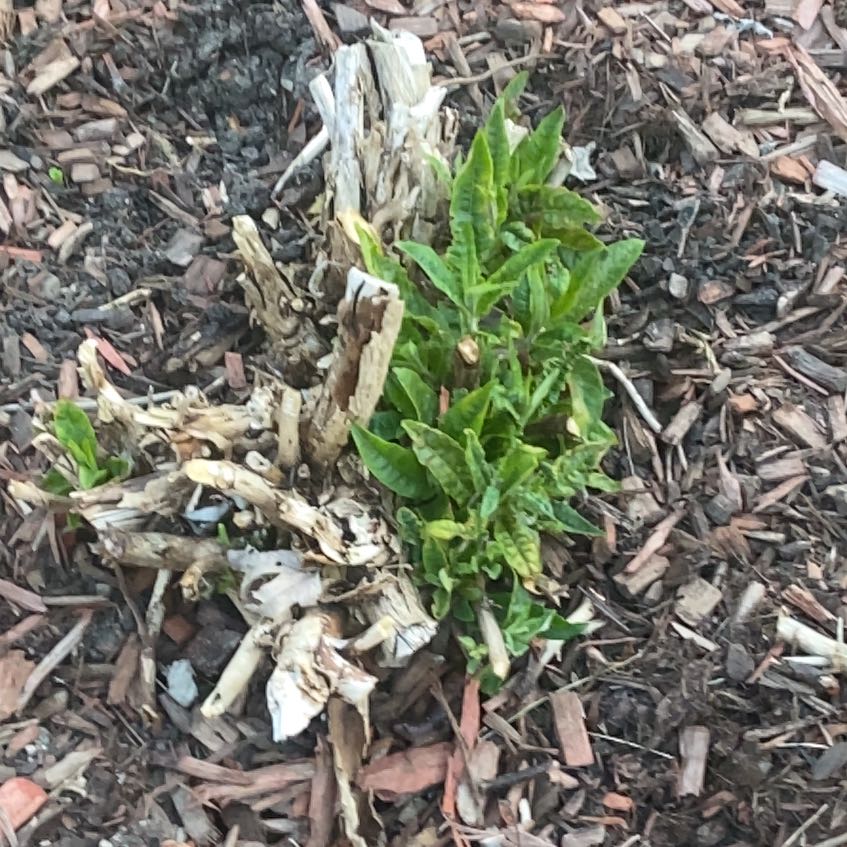 Photo of the plant species Hummingbird Sage by @WiredDaisy27 named Leonardo on Greg, the plant care app