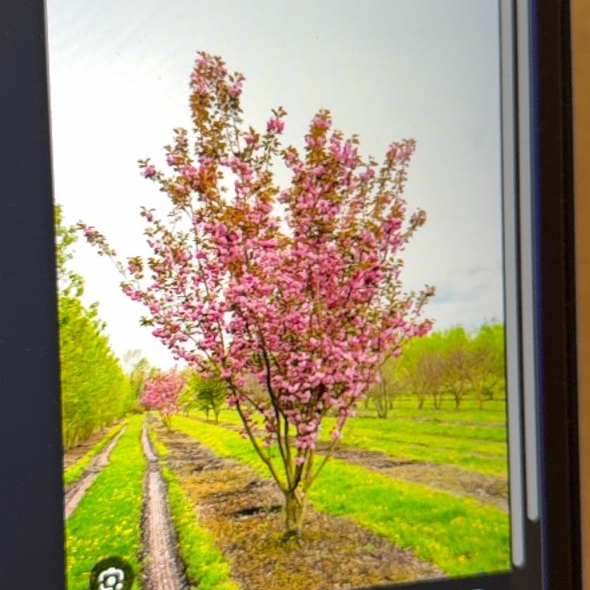 Photo of the plant species Double Cherry Blossom by @SublimeYuzu4 named Kanzan on Greg, the plant care app