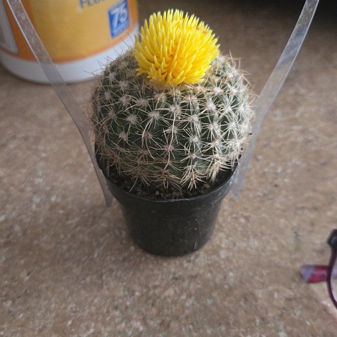 Photo of the plant species Comb Hedgehog Cactus by @ReveredOlneya20 named Morgan Treeman on Greg, the plant care app