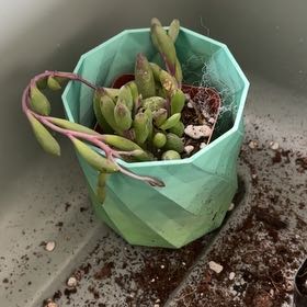 Photo of the plant species String of Rubies by @SociableOnion12 named Demi on Greg, the plant care app