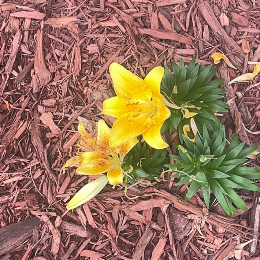 Photo of the plant species Orange Lily by @BigTule71 named Darwin on Greg, the plant care app