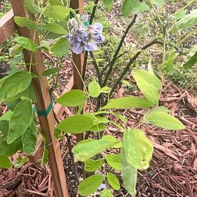 Photo of the plant species American Wisteria by @BigTule71 named Leonardo on Greg, the plant care app