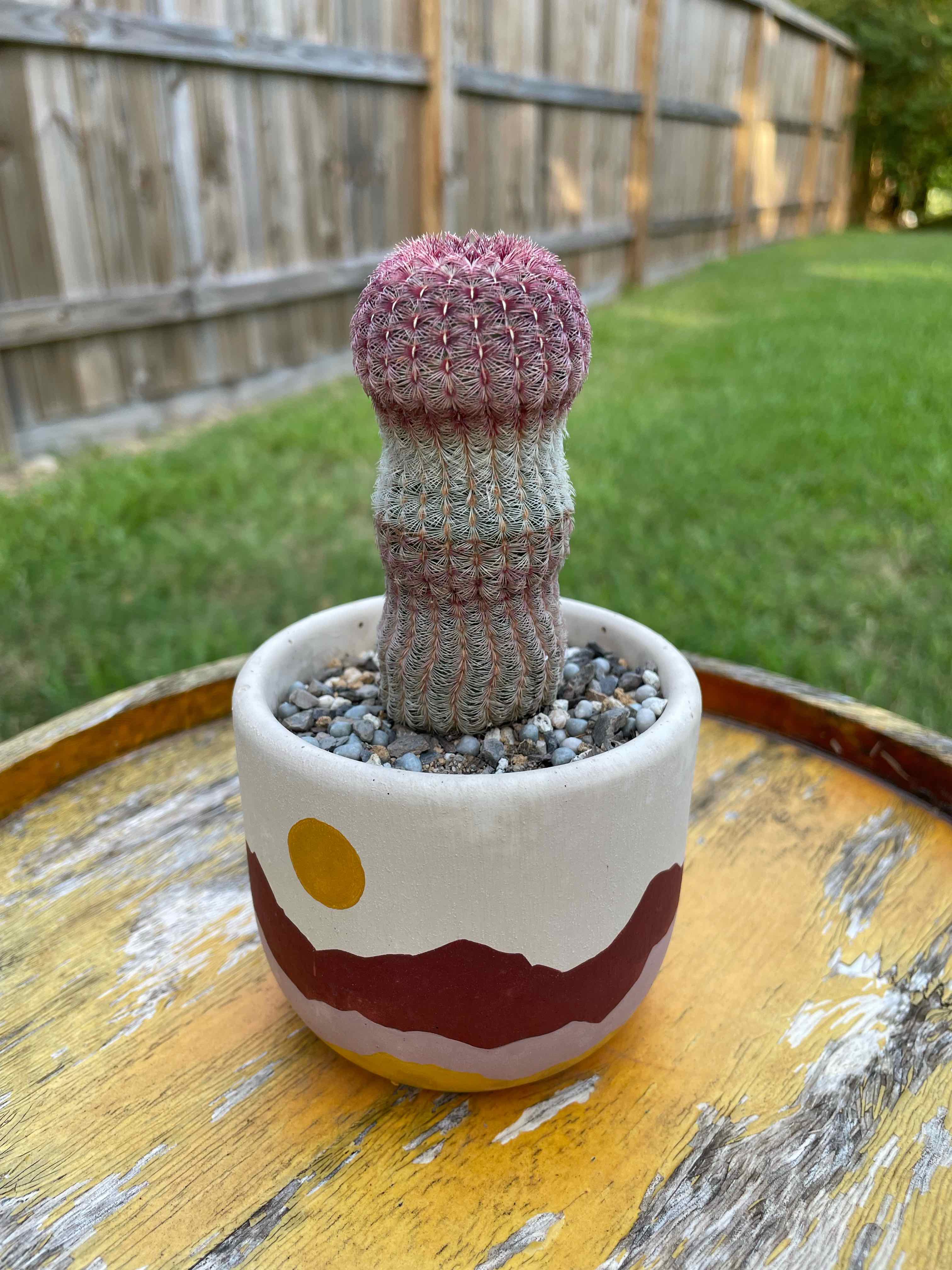 Comb Hedgehog Cactus in a decorative pot on a wooden surface with a fence and grass in the background.