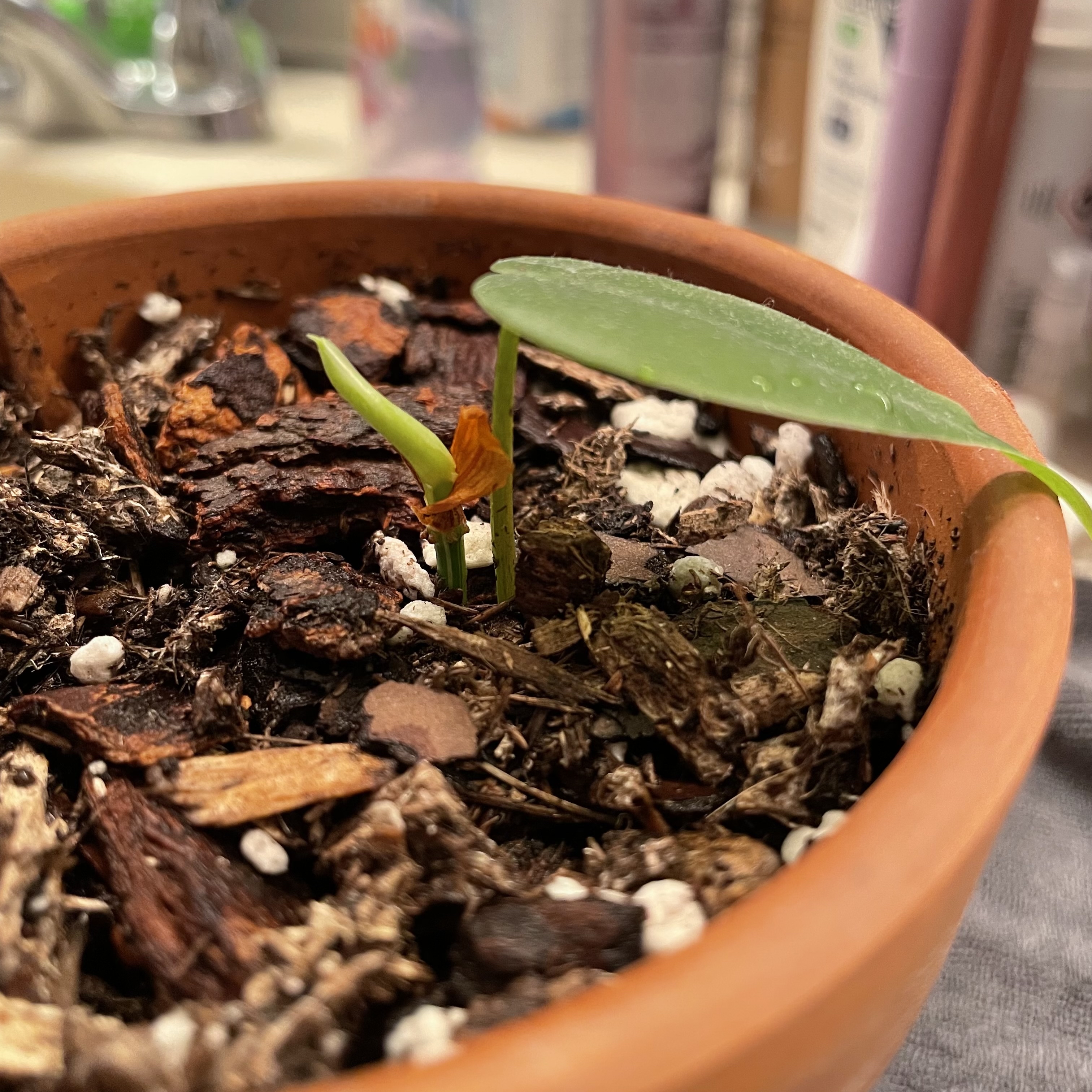 Young Silver Stripe Philodendron in a terracotta pot with visible soil and a new shoot emerging.